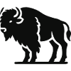 Bison Animal