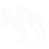 Bison Animal