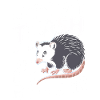 Opossum Possum Animal