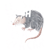 Opossum Possum Animal