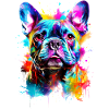 Chien Bouledogue Français Peint