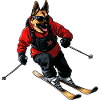 Skifahrer Schäferhund