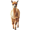 Alpaka