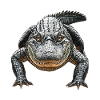 Alligator