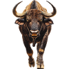 Büffel