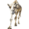 Kamel