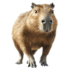 Wasserschwein