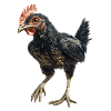 Huhn