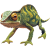 Chamäleon