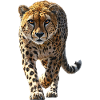 Gepard
