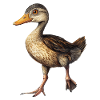 Ente