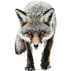 Fuchs