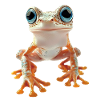 Frosch