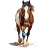 Pferd