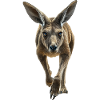 Känguru