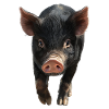 Schwein