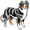 Australian Shepherd