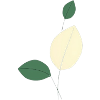 Minimalistische Blattstudie Natur