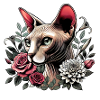 Rose Sphynx Cat