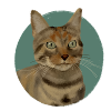 Brown Tabby Cat