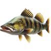 Perch Fishing Spiny Knight