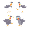 Papageientaucher Puffin
