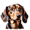 Dachshund Playful Dog Portrait