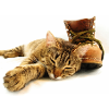Katze