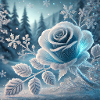 Schnee Rose 1001x