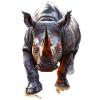 Nashorn