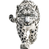 Schneeleopard