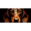Dachshund Wirehaired
