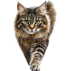 Amerikanischer Bobtail