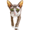 Cornish Rex