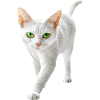 Japanischer Bobtail