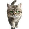 Exotische Kurzhaarkatze