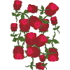 Roses Roses