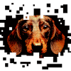 Dachshund Wirehaired Pixelart