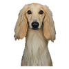 Afghanischer Windhund