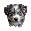 Australischer Schäferhund
