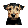 Airedale Terrier