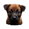 Belgischer Malinois