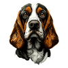 Basset