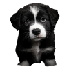 Berner Sennenhund