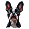 Boston Terrier
