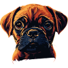 Boxer