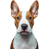 Bullterrier