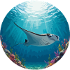 Manta ray in the sun
