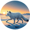 Arctic fox at sunrise