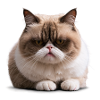 Grumpy Monday Cat, , Monday Grouch